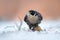 Peregrine Falcon, bird of prey sitting in the snow with catch during winter with snow, Germany. Falcon witch killed dove. Wildlife