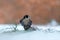 Peregrine Falcon, bird of prey sitting in the snow with catch during winter with snow, Germany. Falcon witch killed dove. Wildlife