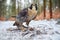 Peregrine Falcon, bird of prey sitting in the snow with catch during winter with snow, Germany. Falcon witch killed dove. Wildlife