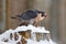 Peregrine Falcon, bird of prey sitting on the tree stump with catch during winter with snow, Germany. Falcon witch killed dove.