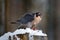 Peregrine Falcon, bird of prey sitting on the tree stump with catch during winter with snow, Germany. Falcon witch killed dove.