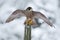 Peregrine Falcon, Bird of prey sitting on the tree trunk with open wings during winter with snow, Germany