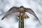 Peregrine Falcon, Bird of prey sitting on the tree trunk with open wings during winter with snow, Germany. Wildlife scene from sno