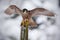 Peregrine Falcon, bird of prey sitting on tree trunk with open wings during winter with snow, Italy. Winter scene with peregrine