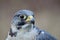 Peregrine falcon with blood on its beak