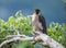Peregrine Falcon on a Branch
