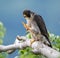 Peregrine Falcon on a Branch