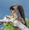 Peregrine Falcon on a Branch