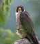 Peregrine Falcon on a Branch