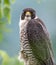 Peregrine Falcon on a Branch