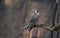 Peregrine Falcon on a Branch