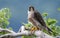 Peregrine Falcon on a Branch