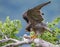 Peregrine Falcon on a Branch