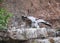 Peregrine falcon chick stretches its wings