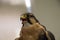 Peregrine Falcon close up portrait - Falco peregrinus