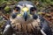 Peregrine falcon close-up portrait on the nature