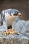 Peregrine Falcon Eating Chicken