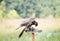 Peregrine Falcon eating a pigeon