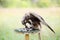 Peregrine Falcon eating a pigeon