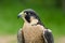 Peregrine Falcon (Falco peregrinus)