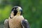 Peregrine Falcon (Falco peregrinus)