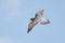 Peregrine Falcon (Falco peregrinus)