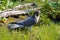 PEREGRINE FALCON falco peregrinus, ADULT STANDING ON GRASS, NORMANDY