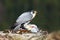 The peregrine falcon Falco peregrinus, also known as the peregrine sitting on a stone with prey in the claws