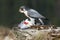 The peregrine falcon Falco peregrinus, also known as the peregrine sitting on a stone with prey in the claws. The falcon plucks