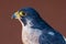 Peregrine Falcon Falco peregrinus head shot very close up. Falconry or keeping falcons and racing them in the middle east