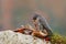 Peregrine Falcon, Falco peregrinus, with kill Common Pheasant on stone. Orange autumn forest in the background. Bird of prey, bloo