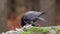 Peregrine falcon, Falco peregrinus, perched on big stone with caught killed pigeon. Bird of prey in orange autumn forest.