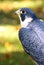 Peregrine Falcon (Falco peregrinus) Profile
