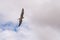 Peregrine falcon (Falco peregrinus) soaring in the sky