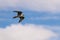 Peregrine falcon (Falco peregrinus) soaring in the sky