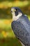 Peregrine Falcon (Falco peregrinus) Stare