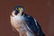 Peregrine Falcon Falco peregrinus very close up. Falconry or keeping falcons and racing them in the middle east