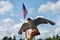 Peregrine falcon with flag