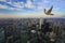 Peregrine Falcon in flight high over Toronto city center