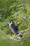 Peregrine Falcon with fly snow sitting on the tree with dark green forest in background. Bird of prey in green forest habitat.