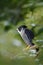 Peregrine Falcon with fly snow sitting on the tree with dark green forest in background. Bird of prey in green forest habitat. Fal