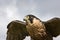 Peregrine Falcon flying