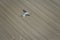 Peregrine falcon flying above barren land