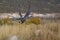 Peregrine falcon flying in a field