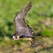 Peregrine Falcon flying on a green background. Falco peregrinus.