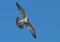 Peregrine Falcon Flying in the Sky