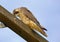 Peregrine Falcon giving the cold stare