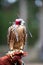 Peregrine falcon with head cap and harness on perched on trainers leather glove ready to fly