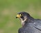 Peregrine Falcon head shot