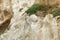 Peregrine falcon landing on cliff